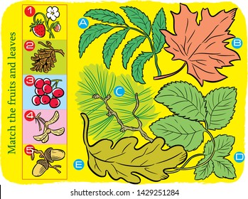 Vector illustration where it is necessary to correctly match the leaves and fruits of trees