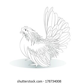 Vector illustration of white Bantam on a white background,female