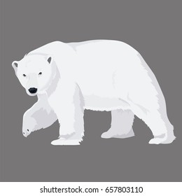 Vector Illustration White Bear 