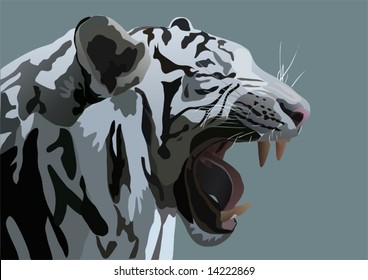 the vector illustration of white Bengal tiger
