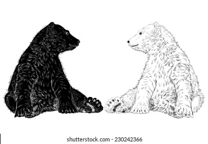 Vector illustration of white and black bears, sketch, eps 8.