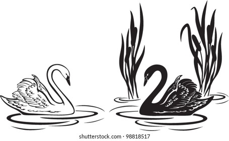 Vector illustration of white and black swans