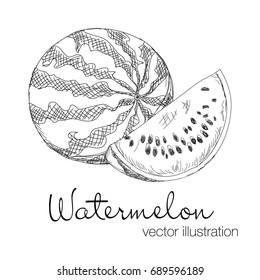 Vector illustration of white and black watermelon sketch.