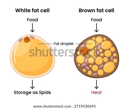 Vector illustration of white and brown fat cells showing heat production and lipid storage in the body	