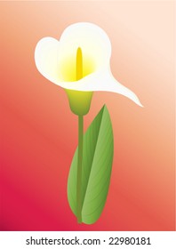 Ilustración vectorial de una flor blanca de lirio