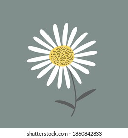 ilustración vectorial de la flor chamomile blanca sobre un fondo gris, cerrar