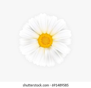 Vector illustration of a white chamomile. Ready object for your banner, flyer, infographics, poster, website, logo.  Beautiful vector chamomile flower on a white background. 