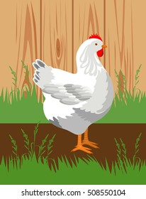 Vector illustration. White chicken against the background of a wooden chicken coop.