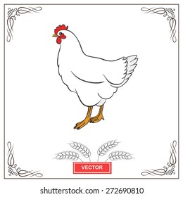 Vector  illustration of white chicken with frame design. Image of farm animal bird.
