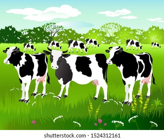 Vector Illustration. White cow with big black spots on a background of grazing.