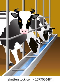 Vector Illustration. White cows with black spots drink water on the farm.

