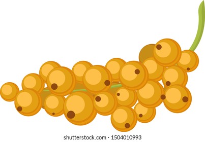 Vector illustration of white currant berry. White currant vector illustration