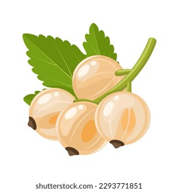 Vector illustration, white currant with green leaves, isolated on white background.