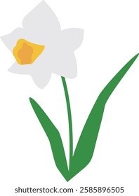 Vector illustration of a white daffodil flower