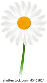 Vector illustration of white Daisy flower