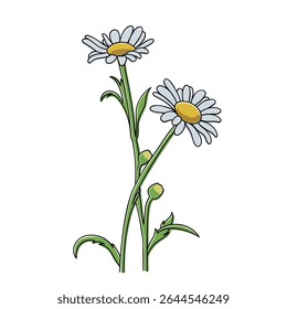 Vector illustration of white daisy flowers with green stems. Simple and clean design, perfect for decoration, card design, and spring or nature-themed graphic elements.