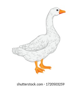 Vector illustration of a white domestic goose