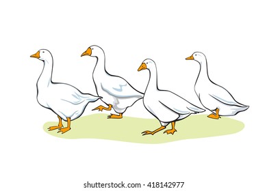 Vector illustration of white domestic goose flock made in realistic, old-fashioned way. 