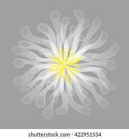 vector illustration of white flower on grey background