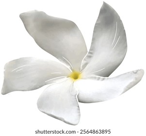 Vector illustration of White flower with transparent background