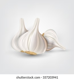 vector illustration of white garlic from the garden for a vegetarian salad and other tasty recipes