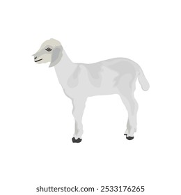 Vector illustration of white goat in cartoon flat style. Different types of goat, breeds of domestic goat cartoon, dairy farming, kid goat vector illustration, suitable for education poster