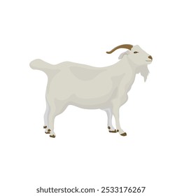 Vector illustration of white goat in cartoon flat style. Different types of goat, breeds of domestic goat cartoon, dairy farming, kid goat vector illustration, suitable for education poster