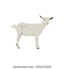 Vector illustration of white goat in cartoon flat style. Different types of goat, breeds of domestic goat cartoon, dairy farming, kid goat vector illustration, suitable for education poster