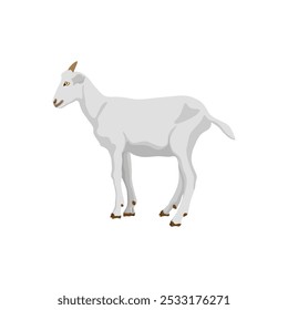 Vector illustration of white goat in cartoon flat style. Different types of goat, breeds of domestic goat cartoon, dairy farming, kid goat vector illustration, suitable for education poster