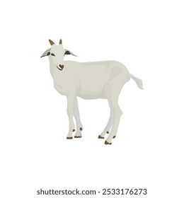 Vector illustration of white goat in cartoon flat style. Different types of goat, breeds of domestic goat cartoon, dairy farming, kid goat vector illustration, suitable for education poster