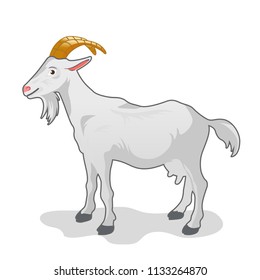 Vector Illustration of white goat isolated on white background