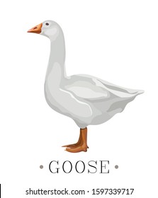 Vector illustration of a white goose. Stylized goose isolated on a white background.