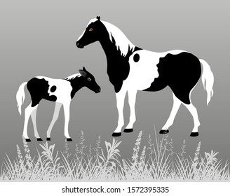Vector Illustration. White horse with large black spots and a foal on a gray background.
