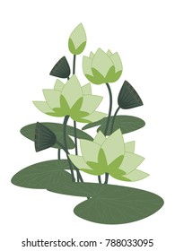 Vector illustration of white lotus flowers with leaf and pods of Lotus in flat design on white background.