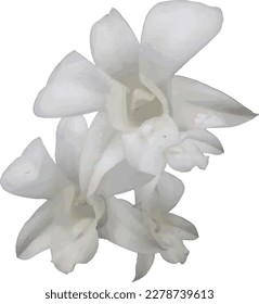 vector illustration of a white orchid flower on a white background