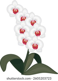 Vector illustration of a white orchid flower