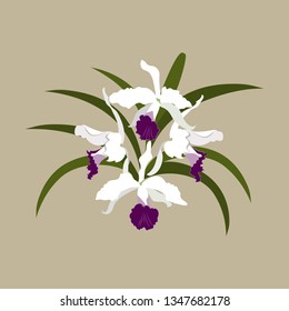 Vector illustration of white orchid. Is isolated. Template for postcard, poster, web design.