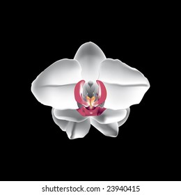 Vector illustration of a white orchid on a black background.