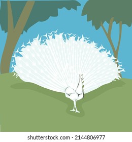 vector illustration white peacock dancing in the forest.