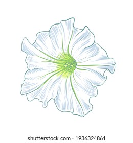 Vector illustration, White Petunia flowers  isolated on white background