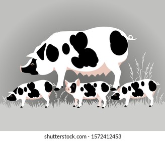 Vector Illustration. White pig with black spots and piglets on a gray background.
