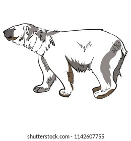 Vector illustration of white polar bear. North. Winter. Sketch. Isolated on white background.