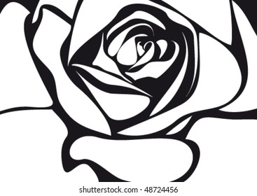 The vector  illustration of a  white rose