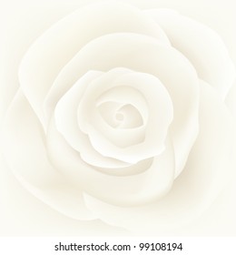 Vector illustration of white rose