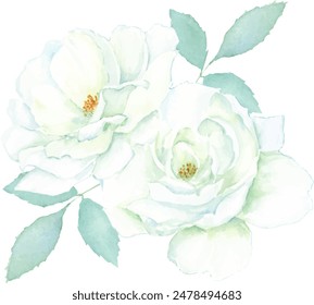 Vector illustration of white rose painted in watercolor