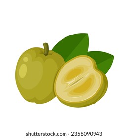Ilustración vectorial, sapota blanca o edulis de Casimiroa, aislada sobre fondo blanco.