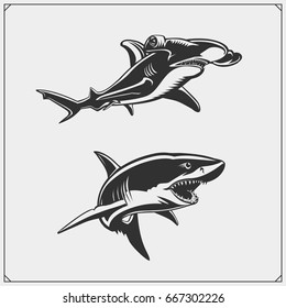 Vector illustration of White shark and Hammerhead shark.