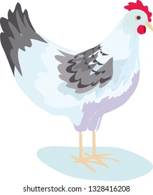Vector illustration of white standing chicken with black details on the feathers  with shadow isolated on white background