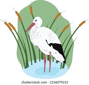 Vector illustration of White stork (Ciconia Ciconia)