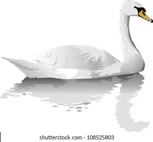 Vector illustration of white swan isolated with reflection